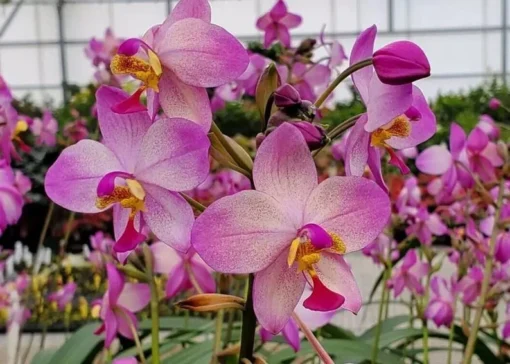 Spathoglottis Harmony, Ground Orchid, Rooted Plant Shipped in 3" Pot