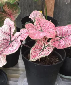 Splash of Wine Caladium Bulbs - White Pink Green Leaves with Red Spots