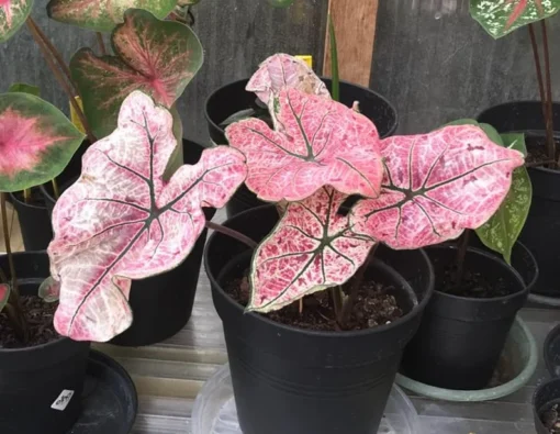 Splash of Wine Caladium Bulbs - White Pink Green Leaves with Red Spots