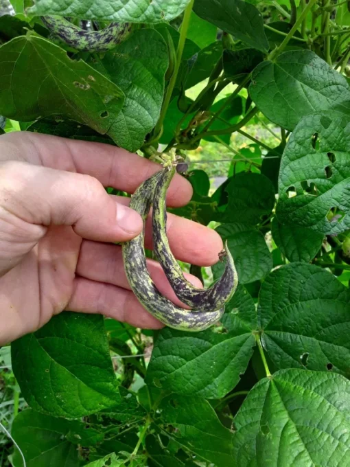 Stortino di Trento Heirloom Italian Pole "Shrimp" Bean (30 seeds)