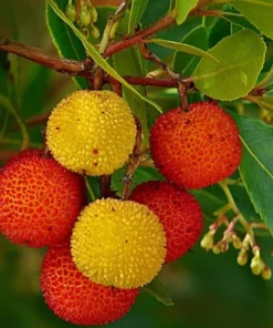 Strawberry Tree Live Plant in 4 Inches Pot Arbutus Unedo Plant Fruit Shrub Tree Outdoors Garden