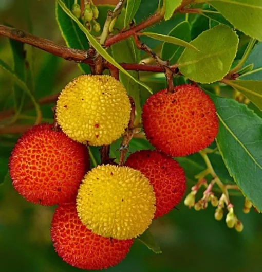 Strawberry Tree Live Plant in 4 Inches Pot Arbutus Unedo Plant Fruit Shrub Tree Outdoors Garden