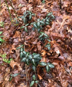 Striped Wintergreen Chimaphila maculata Evergreen Ground Cover 5 Pack Variegated Leaves