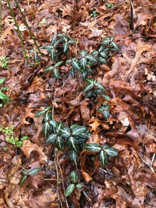 Striped Wintergreen Chimaphila maculata Evergreen Ground Cover 5 Pack Variegated Leaves