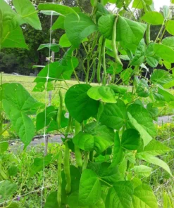 Super Marconi Heirloom Romano Pole Bean Seeds (30 Seeds)