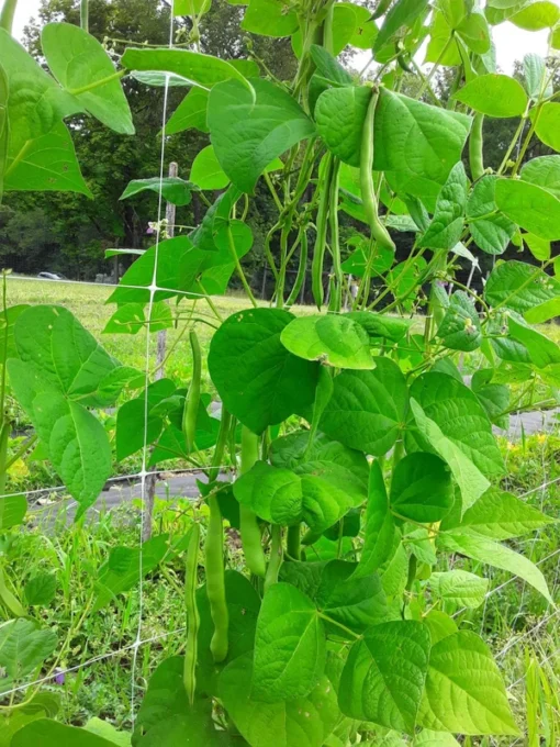 Super Marconi Heirloom Romano Pole Bean Seeds (30 Seeds)