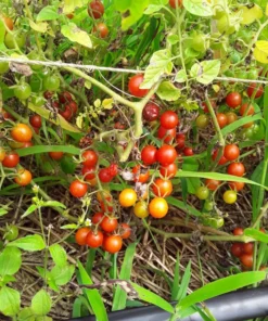 Sweet Pea Heirloom Currant Tomato (30 Seeds)