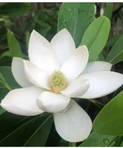 Sweetbay Magnolia in a Gallon Container (2-3ft)