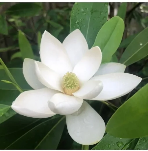 Sweetbay Magnolia in a Gallon Container (2-3ft)