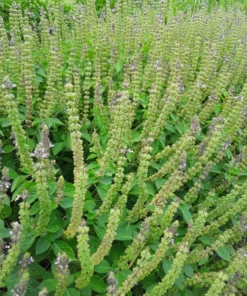 Tulsi (Holy Basil) - Temperate (Ocimum africanum) (~300 Seeds)