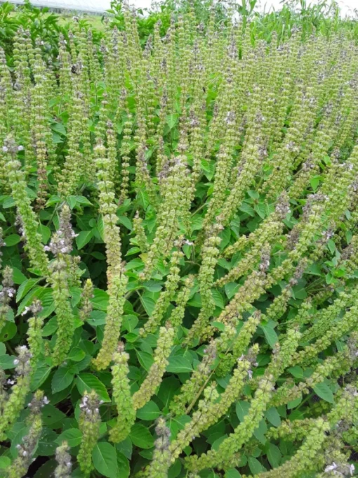 Tulsi (Holy Basil) - Temperate (Ocimum africanum) (~300 Seeds)