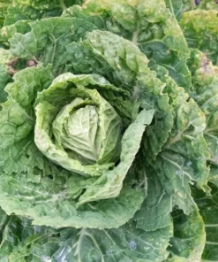 Ultracross Collards Open Pollinated Diverse Collard Mix (Brassica oleracea) Seeds