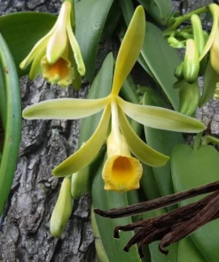 Vanilla Bean Orchid Plant - Rooted Vanilla Vine, 2.5