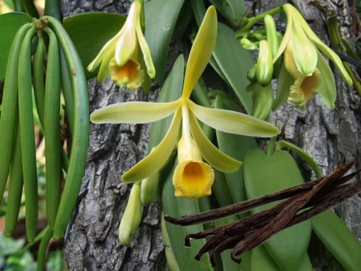 Vanilla Bean Orchid Plant - Rooted Vanilla Vine, 2.5" Pot, Easy to Grow, Perfect for Home Gardens