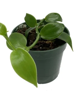 Vanilla Planifolia Vine Live Plant in 4