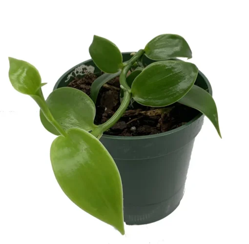 Vanilla Planifolia Vine Live Plant in 4" Pot - Orchid Plant - Vanilla Orchid Plant - Vanilla Vine Plant