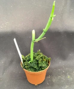 Vanilla aphylla, Rare Leafless Vanilla Orchid. Rooted Plant Shipped in 2.5