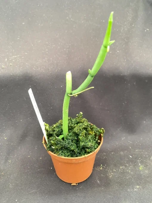 Vanilla aphylla, Rare Leafless Vanilla Orchid. Rooted Plant Shipped in 2.5" Pot