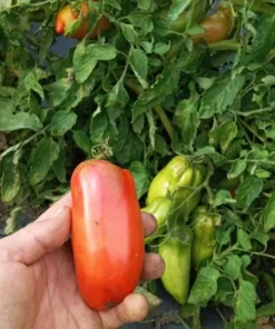 WV Pepper (Federle) Heirloom Paste Tomato (30 Seeds)