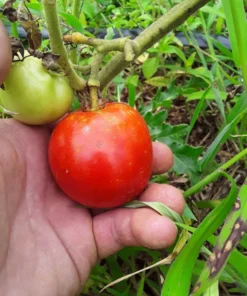 West Virginia 63 Tomato Seeds