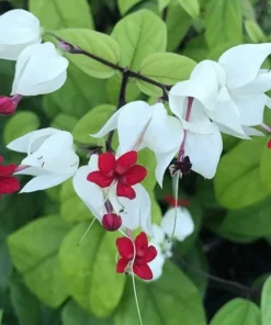 White Bleeding Heart Vine Plant Clerodendrum Bleeding Heart Plant in 4 Inches Pot Fragrant Bleeding Heart Vine Houseplant Indoor Outdoor Tropical Flower Vine