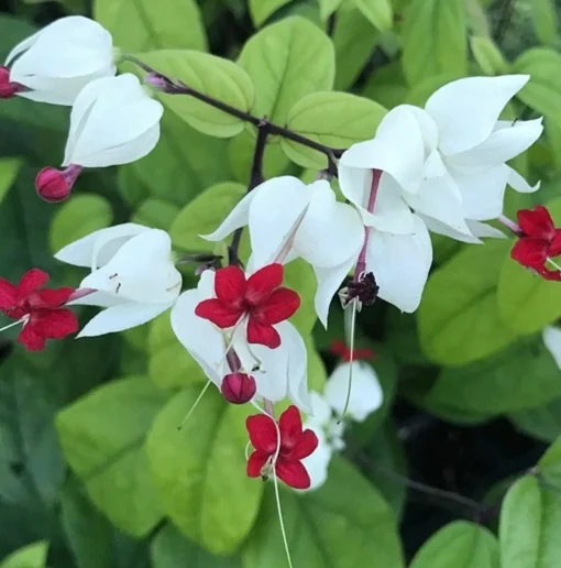 White Bleeding Heart Vine Plant Clerodendrum Bleeding Heart Plant in 4 Inches Pot Fragrant Bleeding Heart Vine Houseplant Indoor Outdoor Tropical Flower Vine