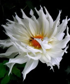 White Dahlia Seeds, 20 Seeds