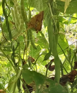 White Lunford Heirloom Pole Bean (30 seeds)