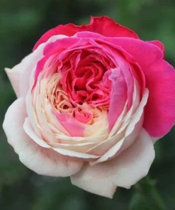 White Pink Rose Seeds, 50 Seeds