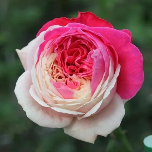 White Pink Rose Seeds, 50 Seeds