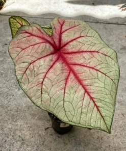 White Queen Caladium Bulbs (2 Pack) – Large White Leaves with Scarlet Veins