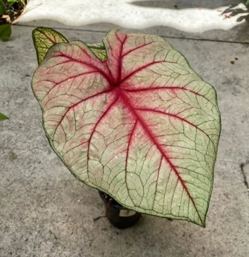 White Queen Caladium Bulbs (2 Pack) – Large White Leaves with Scarlet Veins