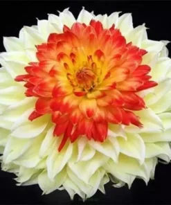 White Red Yellow Dahlia Seeds, 20 Seeds