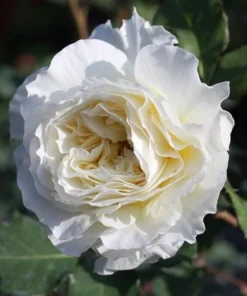 White Rose Seeds, 50 Seeds