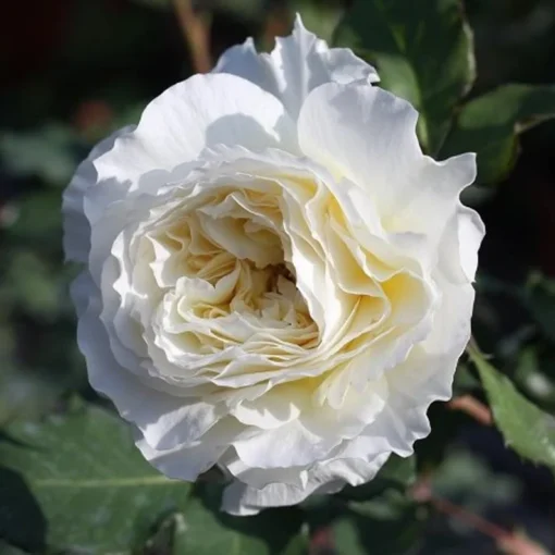 White Rose Seeds, 50 Seeds