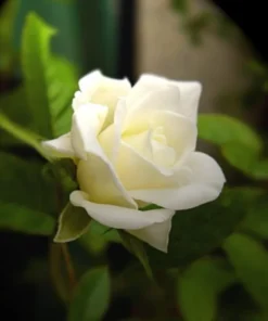 White Rose Seeds, 50 Seeds