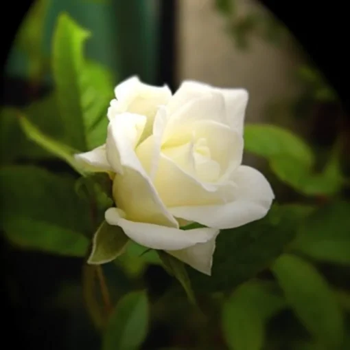 White Rose Seeds, 50 Seeds