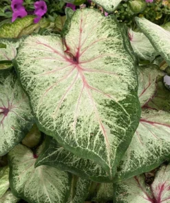 White Star Caladium Bulbs - Rare White Green Pink Strap Leaves