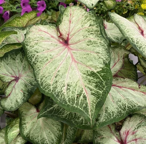 White Star Caladium Bulbs - Rare White Green Pink Strap Leaves