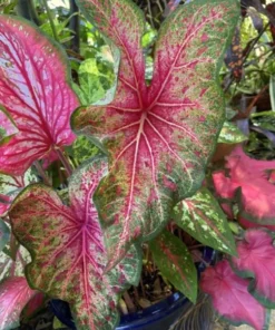 Wildfire Caladium Bulbs (2 Pack) – Emerald Leaves & Magenta Spots