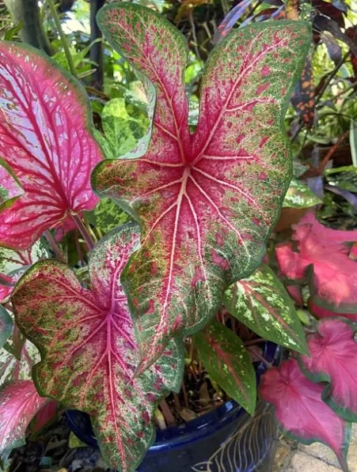 Wildfire Caladium Bulbs (2 Pack) – Emerald Leaves & Magenta Spots