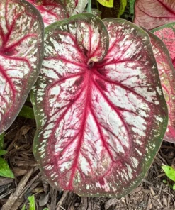 Xplosion Caladium Bulbs - Rare Burgundy Green Pink Perennial Plant