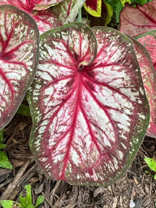 Xplosion Caladium Bulbs - Rare Burgundy Green Pink Perennial Plant