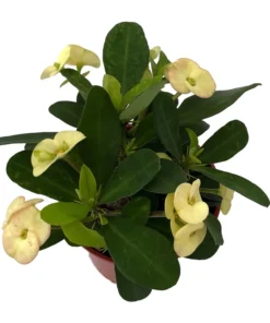 Yellow Biblical Crown of Thorns Euphorbia Plant in 4" Pot Easy Care Houseplant