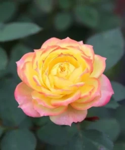 Yellow Pink Rose Seeds, 50 Seeds