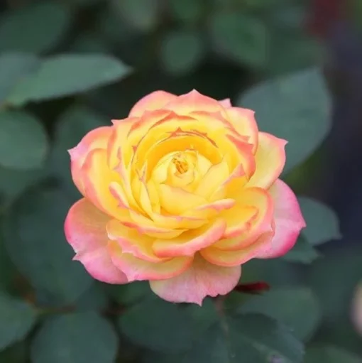 Yellow Pink Rose Seeds, 50 Seeds