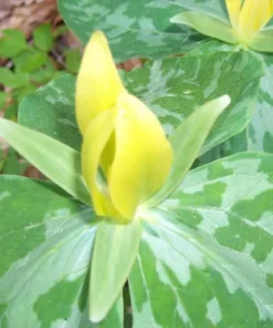 Yellow Trillium Luteum Perennial Wildflower 2 Pack Yellow Blooms for Woodland Gardens