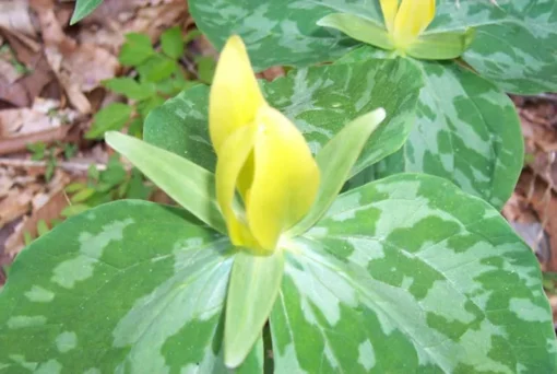 Yellow Trillium Luteum Perennial Wildflower 2 Pack Yellow Blooms for Woodland Gardens