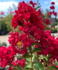 1 Live Red Crape Myrtle Tree /Shrub Beautiful Bright Red Blooms 18-24