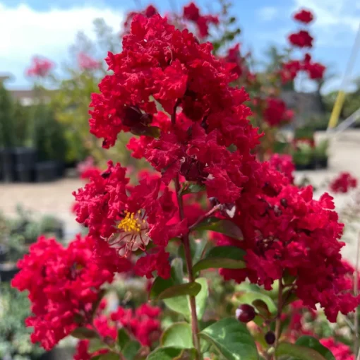 1 Live Red Crape Myrtle Tree /Shrub Beautiful Bright Red Blooms 18-24" tall